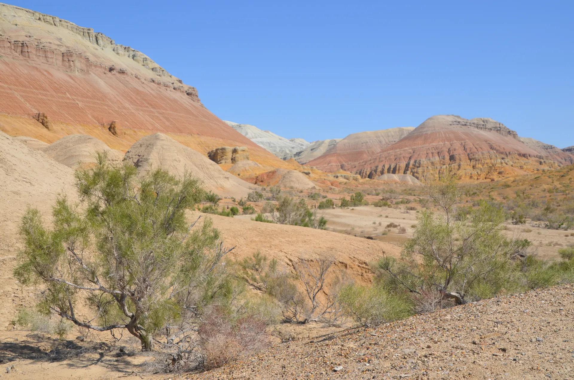 Coloured Aktau hills and desert shrubs under a clear sky in Altyn-Emel